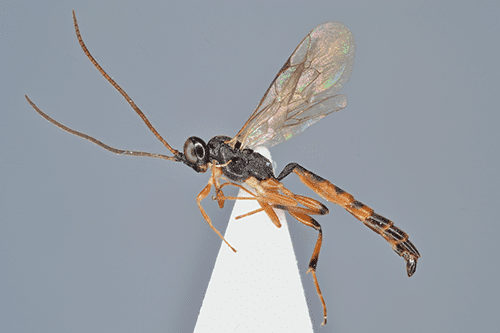 Aethecerus longulus